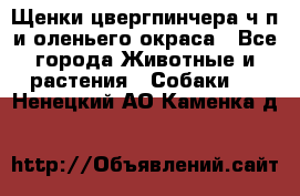 Щенки цвергпинчера ч/п и оленьего окраса - Все города Животные и растения » Собаки   . Ненецкий АО,Каменка д.